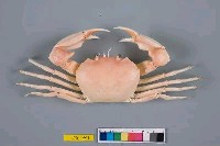 藏品(長手隆背蟹)的圖片